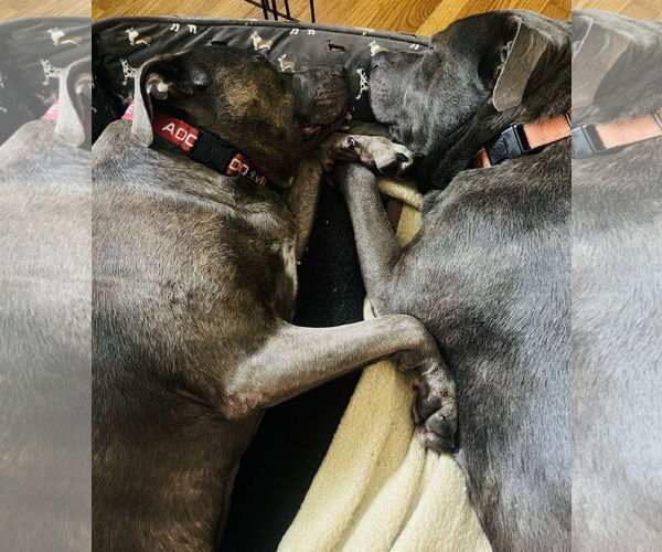Medium Photo #4 American Pit Bull Terrier Puppy For Sale in Princeton, MN, USA