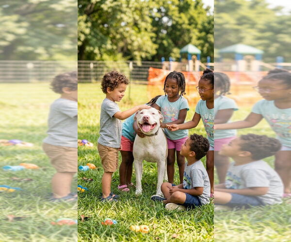 Medium Photo #2 American Bulldog Puppy For Sale in Mooresville, NC, USA