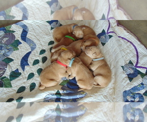 Golden Retriever Puppy for sale in WESTCLIFFE, CO, USA