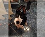 Small Bull Terrier Mix