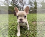 Puppy Red French Bulldog