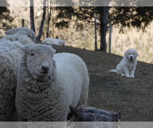 Medium Photo #11 Great Pyrenees-Tibetan Mastiff Mix Puppy For Sale in Lillooet, British Columbia, Canada