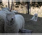 Small Photo #11 Great Pyrenees-Tibetan Mastiff Mix Puppy For Sale in Lillooet, British Columbia, Canada