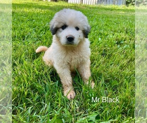 Great Pyrenees Puppy for sale in AMHERST, VA, USA