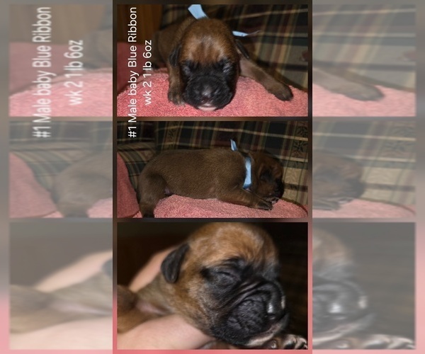 Medium Photo #1 Boxer Puppy For Sale in LINN GROVE, IN, USA
