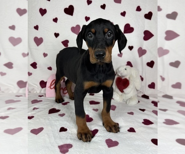 Medium Photo #5 Doberman Pinscher Puppy For Sale in GREENFIELD, IN, USA