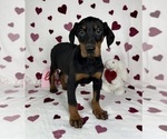 Small #4 Doberman Pinscher