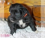 Small Photo #4 Australian Shepherd Puppy For Sale in DANVILLE, PA, USA