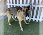Small German Shepherd Dog
