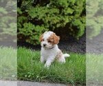 Puppy Chase Poodle (Miniature)