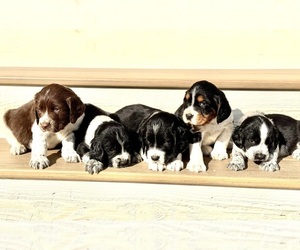 English Springer Spaniel Puppy for sale in BUFFALO, MN, USA