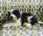 Small Photo #5 Saint Berdoodle Puppy For Sale in LANCASTER, PA, USA