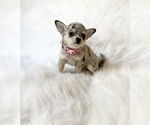 Small #2 Chihuahua