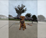 Small Photo #2 Black Mouth Cur-Labrador Retriever Mix Puppy For Sale in MIDWAY, UT, USA