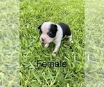 Small Photo #6 Boston Terrier Puppy For Sale in CONVERSE, TX, USA