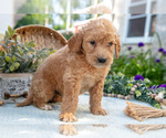 Small Photo #25 Goldendoodle Puppy For Sale in KIRKWOOD, PA, USA