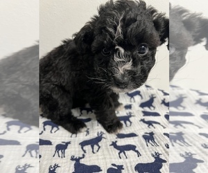 Aussiedoodle Miniature Puppy for sale in SHILOH, OH, USA