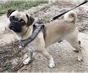 Father of the Miniature Spitz-Pug Mix puppies born on 04/29/2026