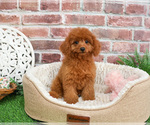Small #10 Cavapoo (Miniature)
