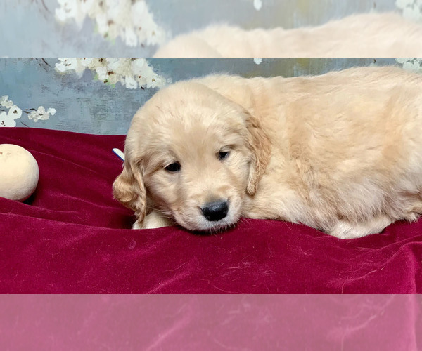 Medium Photo #1 Golden Retriever Puppy For Sale in SALEM, KY, USA