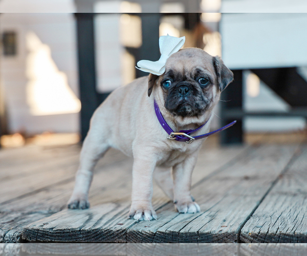 Medium Photo #4 Jug-Pug Mix Puppy For Sale in LIBERTY, KY, USA