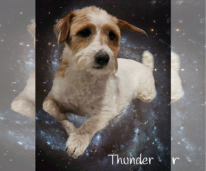 Jack Russell Terrier Dogs for adoption in Phelan, CA, USA