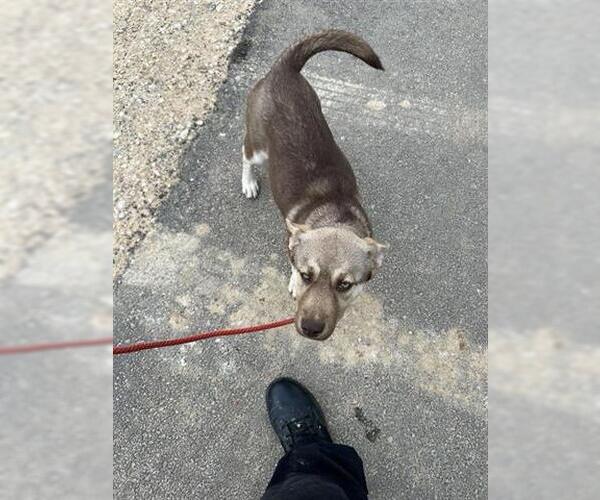 Medium Photo #1 German Shepherd Dog-Unknown Mix Puppy For Sale in Houston, TX, USA