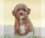 Puppy 15 Poodle (Miniature)