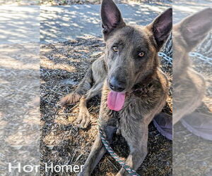 - Mix Dogs for adoption in Imlay City, MI, USA