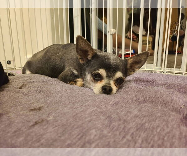 Medium Photo #1 Chihuahua-Unknown Mix Puppy For Sale in Princeton, MN, USA