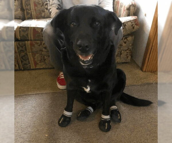 Medium Photo #2 Labrador Retriever Puppy For Sale in columbia, SC, USA