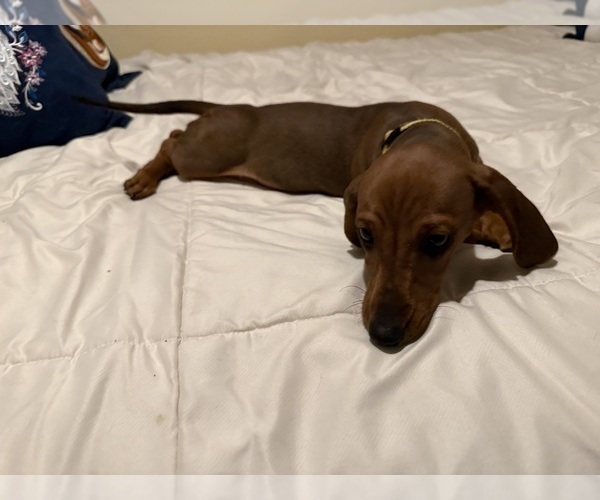 Medium Photo #3 Dachshund Puppy For Sale in TRACY, CA, USA