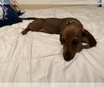 Small #2 Dachshund