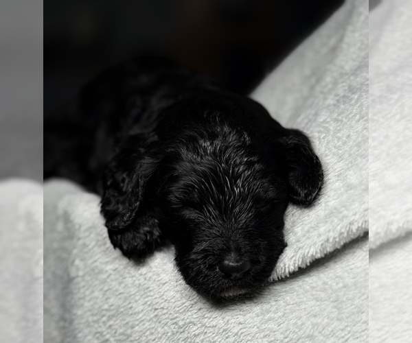 Medium Photo #2 Goldendoodle Puppy For Sale in HOWARD CITY, MI, USA