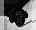 Small Photo #20 Goldendoodle Puppy For Sale in HOWARD CITY, MI, USA