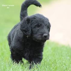 Labradoodle Puppy for sale in GLENCOE, MN, USA