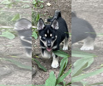 Puppy Puppy 2 Koda Pomsky
