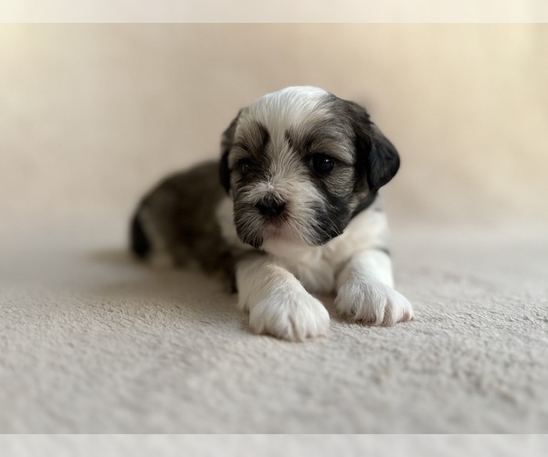 Medium Photo #9 Lhasa Apso Puppy For Sale in GIBSONTON, FL, USA