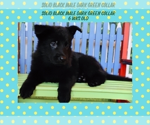 Medium Photo #16 German Shepherd Dog Puppy For Sale in CLERMONT, FL, USA