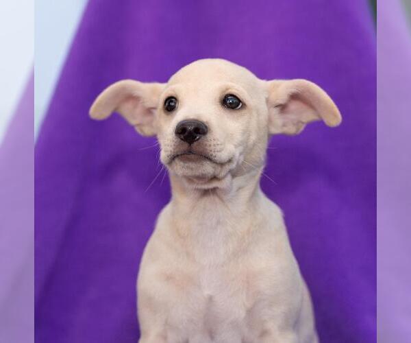 Medium Photo #7 Chug Puppy For Sale in San Diego, CA, USA