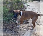 Small #15 Beagle-Mountain Cur Mix