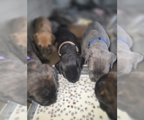 Medium Photo #10 Cane Corso Puppy For Sale in BLANCA, CO, USA