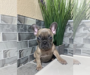 French Bulldog Puppy for sale in LAS VEGAS, NV, USA