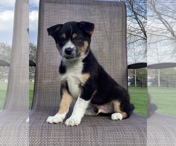 Medium Photo #14 Australian Cattle Dog-Border Collie Mix Puppy For Sale in RICHMOND, MI, USA