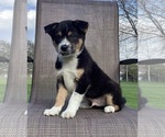 Small Photo #14 Australian Cattle Dog-Border Collie Mix Puppy For Sale in RICHMOND, MI, USA
