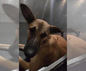 German Shepherd Dog-Unknown Mix Dogs for adoption in San Antonio, TX, USA