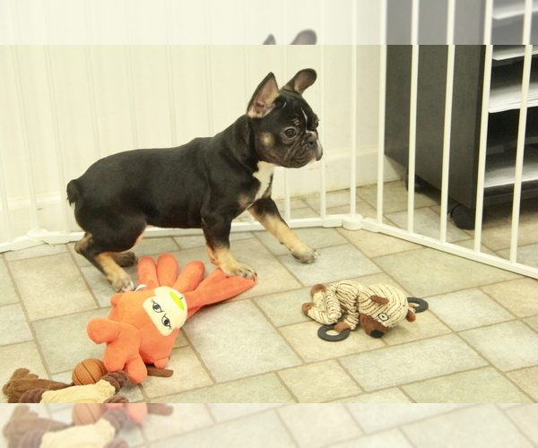Medium Photo #6 French Bulldog Puppy For Sale in HICKORY, NC, USA