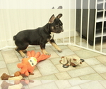 Small Photo #6 French Bulldog Puppy For Sale in HICKORY, NC, USA