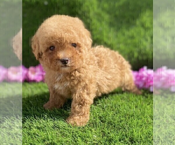 Medium Photo #5 Poodle (Toy) Puppy For Sale in MIAMI, FL, USA