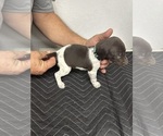 Puppy Puppy 4 German Shorthaired Pointer